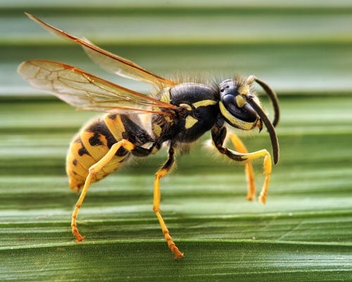 German Wasp (City of Cape Town)