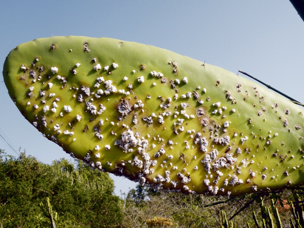 The prickly pear also known as opuntia has become a nightmare across Kenya's arid northern areas.   