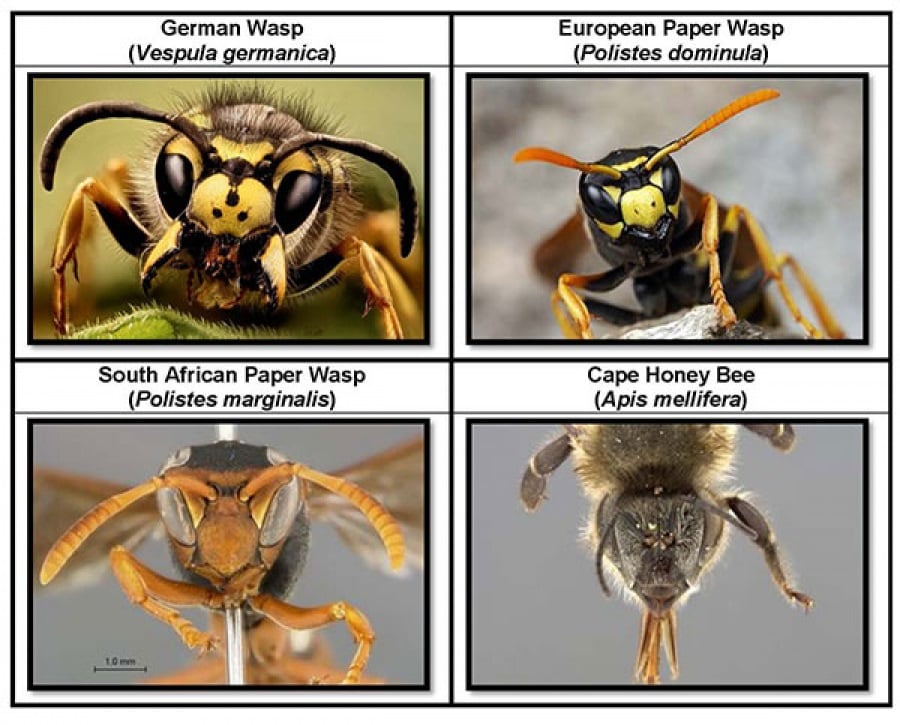 Comparison between the European Paper Wasp, German