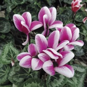 Indoor plant of the month: Cyclamen