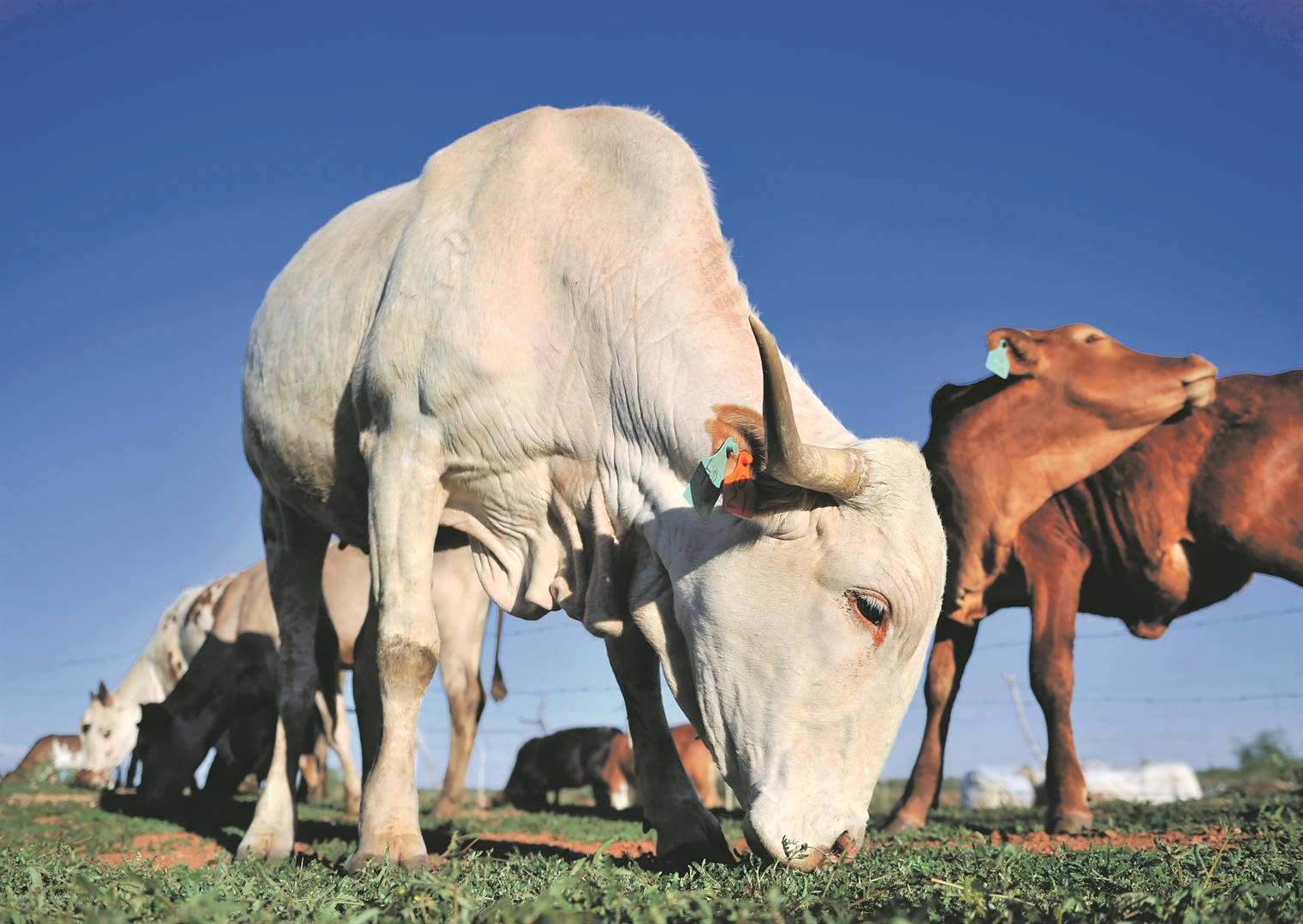  Cattle graze in open fields in Tsetse village outside Mahikeng, North West.In an effort to curtail the spread of foot-and-mouth disease in cattle, the agriculture department has vaccinated herds to establish a band of resistant animals around the known positive dip tanks. Photo: tebogo letsie