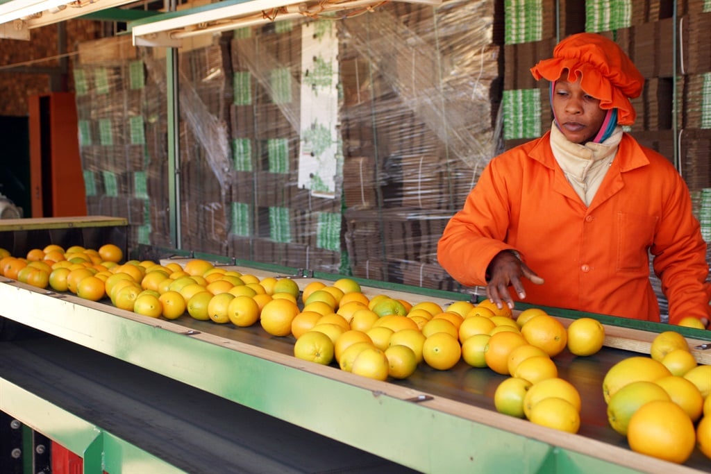 Oranges on a conveyer belt at a Fruit Packing Plant in South Africa. (Image: Getty)