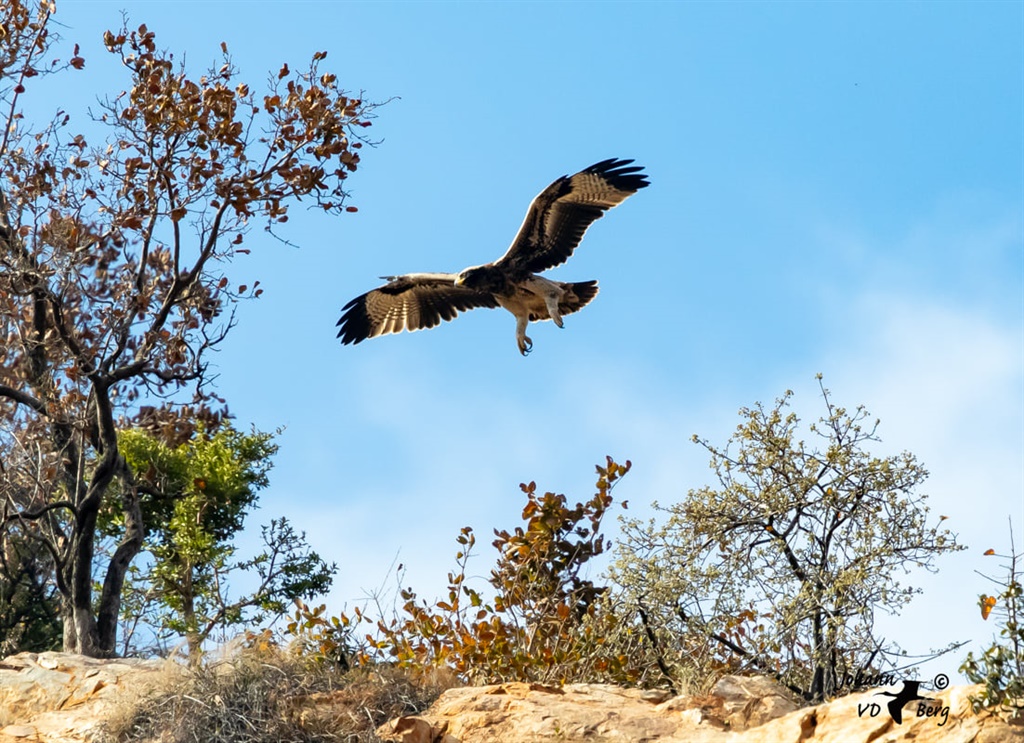PICS | Excitement as Roodekrans black eagle chick takes to the skies ...