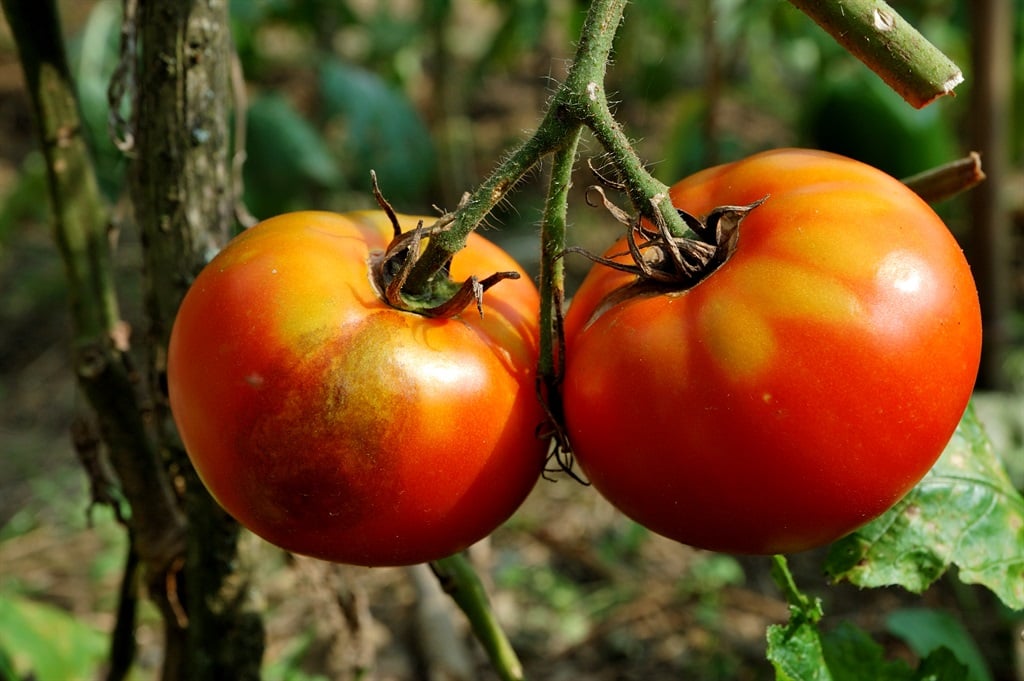 One tomato with blight  and another healthy one. (Image: Getty)
