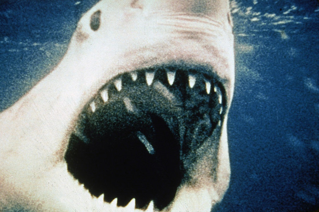Dalam pertarungan hiu kuno, Jaws mungkin telah menghancurkan The Meg