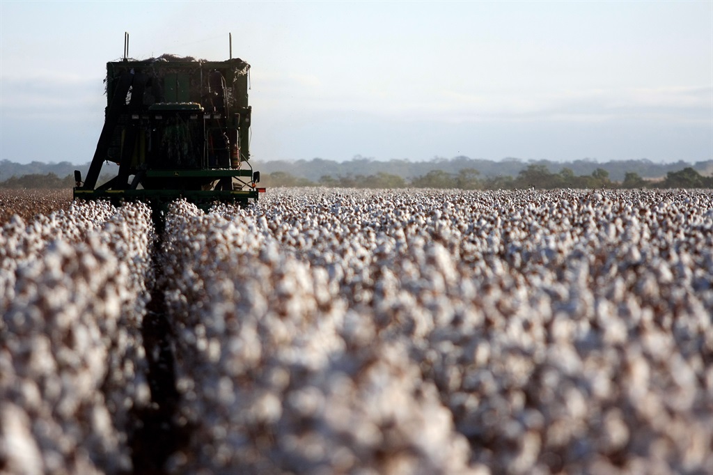 Cotton fields. (Image: Getty)
