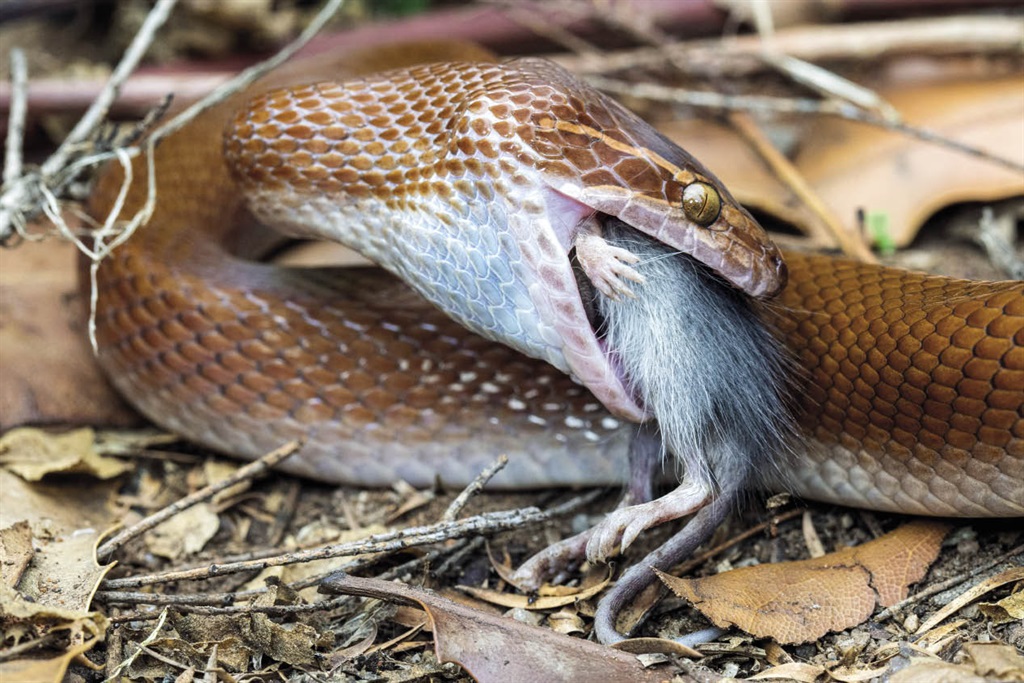 Snake files: Do we really need snakes? | News24