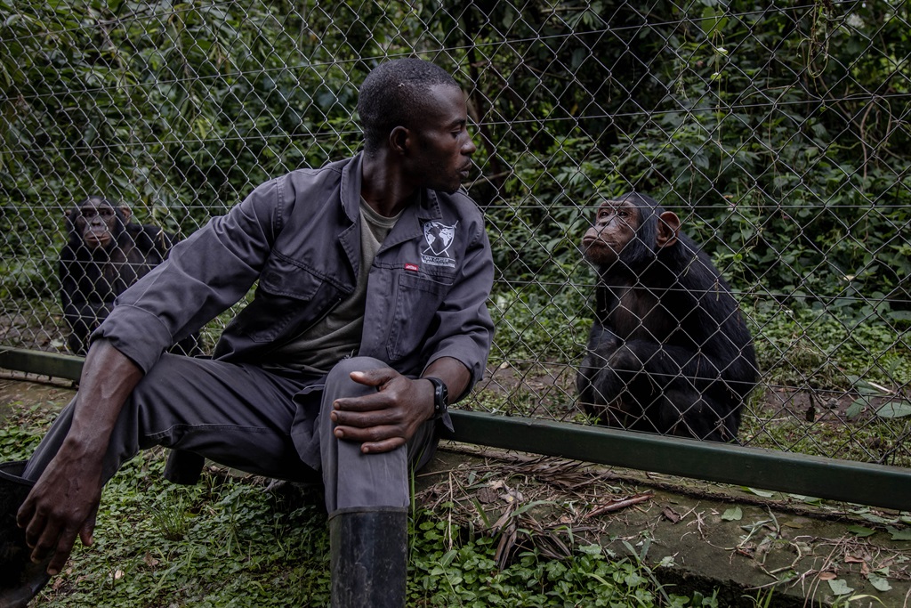 Ombeni Kulimushi (37) plays with a chimpanzee at the Lwiro Primate Rehabilitation Center where he has worked for 14 years, 45 km from the city of Bukavu, February 14, 2022. 