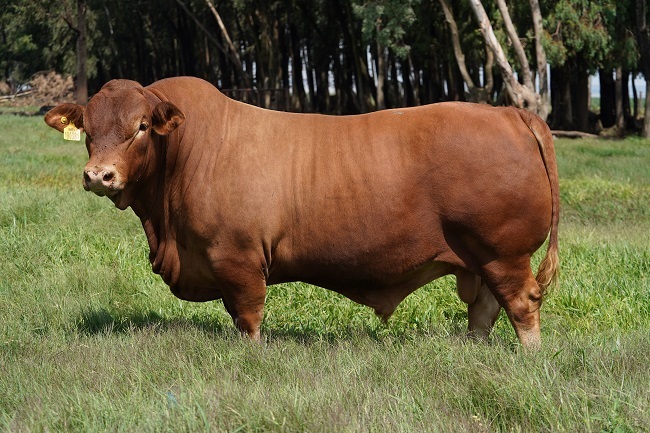 Hierdie koei van die Nooitverwag Beefmasterstoetery was in 2020 SA Stamboek se Elite-Platinumkoei, en haar seun is as die Elite-Platinumbul aangewys. FOTO: VERSKAF