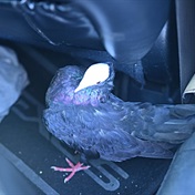 WATCH: Pigeons recover hijacked car! 