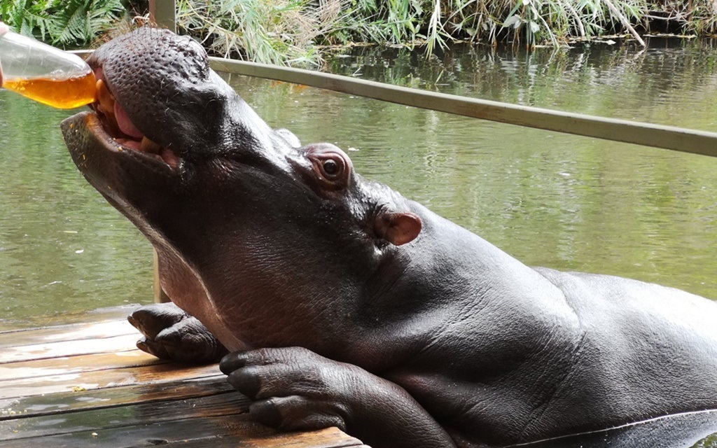 Meet Jessica, the hip hippo that fancies rooibos tea - News24
