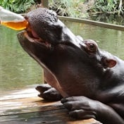 Meet Jessica, the hip hippo that fancies rooibos tea