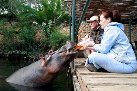 hippo drinks tea