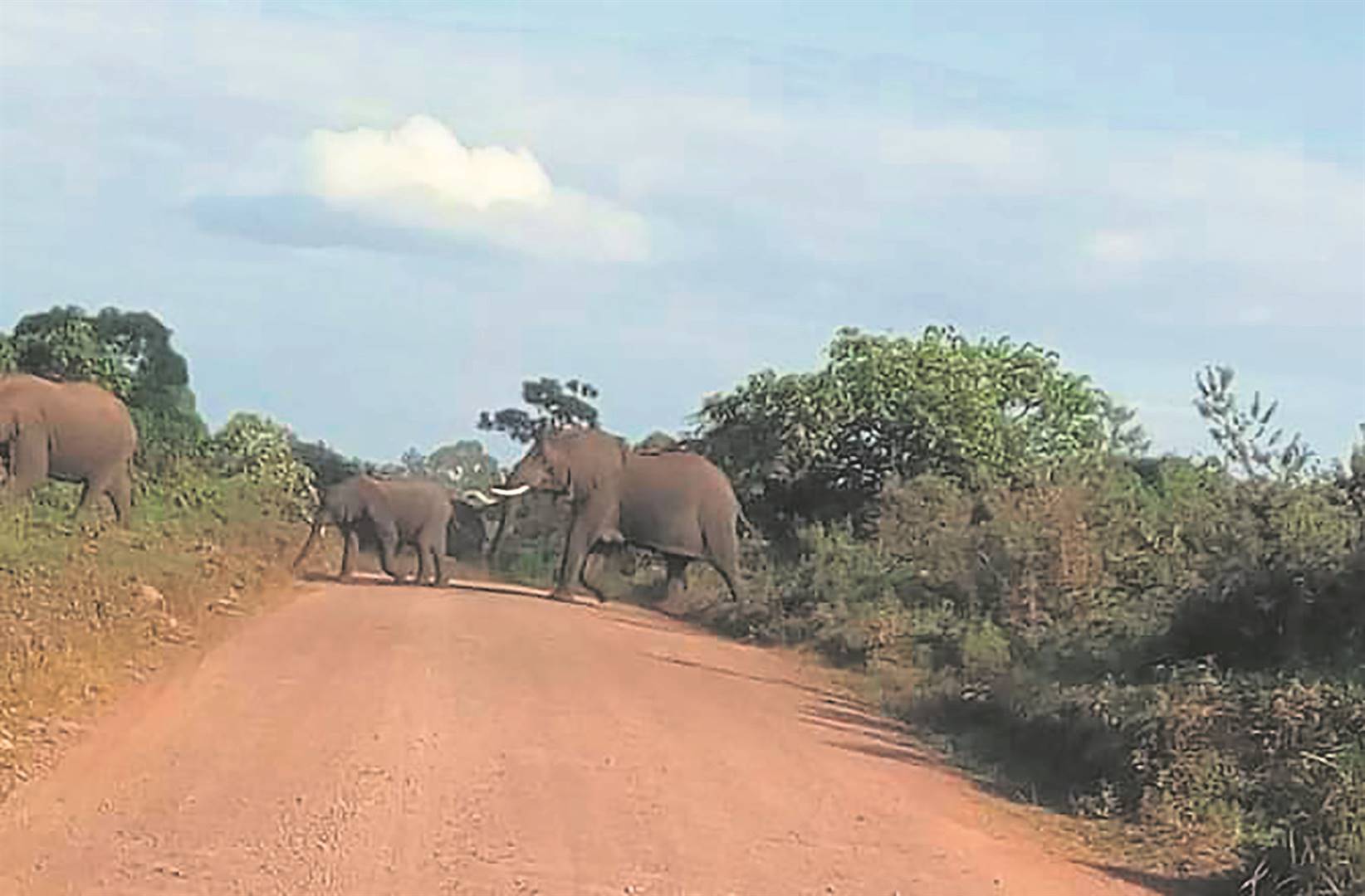 Residents spotted this herd of elephants roaming around Madadeni in the Nkomazi region on Friday.