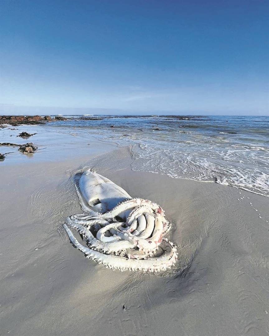 Giant squid washed ashore News24