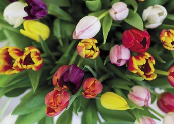 Le Domaine: Growing tulips in the Boland