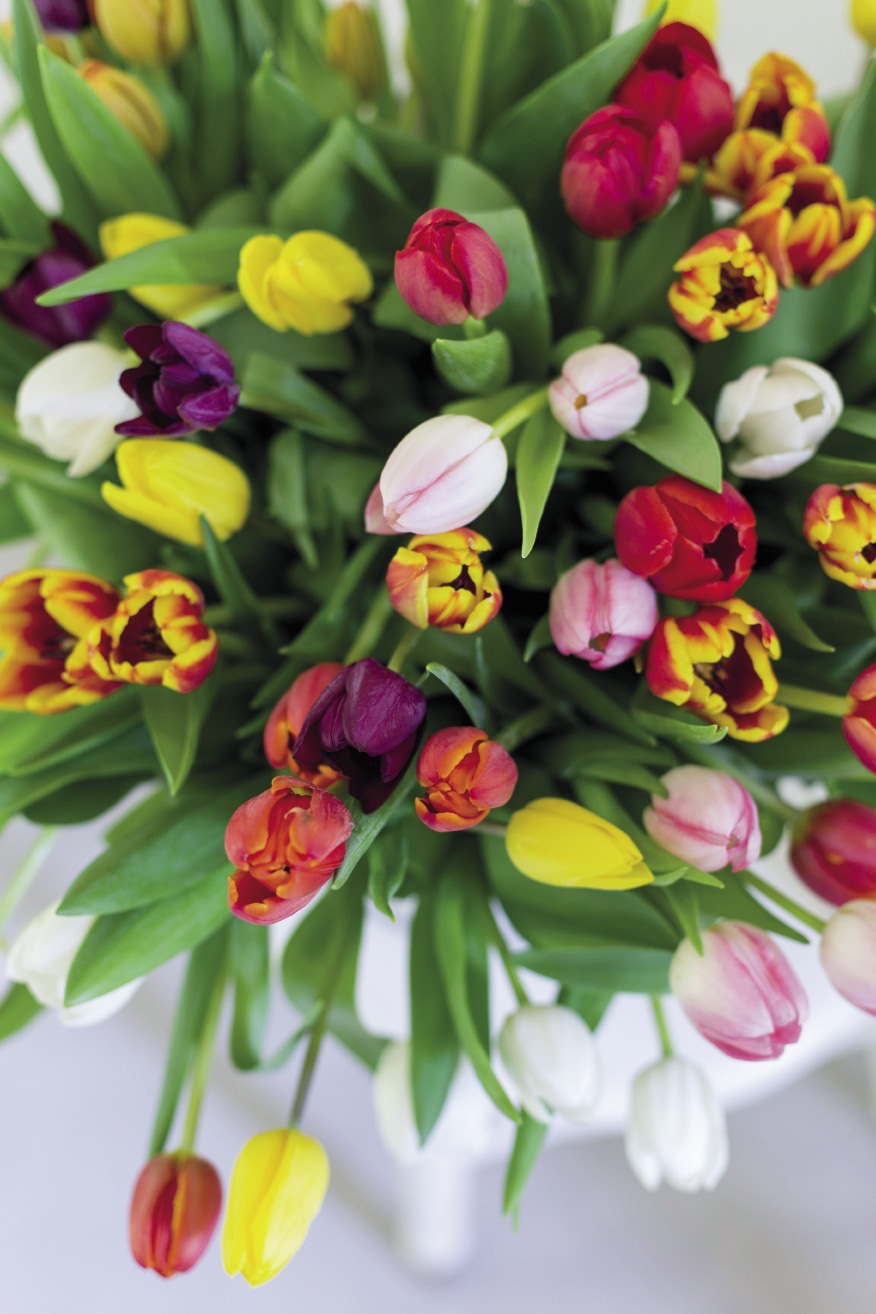 Tulips are wonderful cut flowers and will even continue to grow in the vase. Buy the blooms as closed and as fresh as possible and place the vase in a cool room – tulips are highly sensitive to heat. Monitor the water level in the vase and add fresh water regularly.