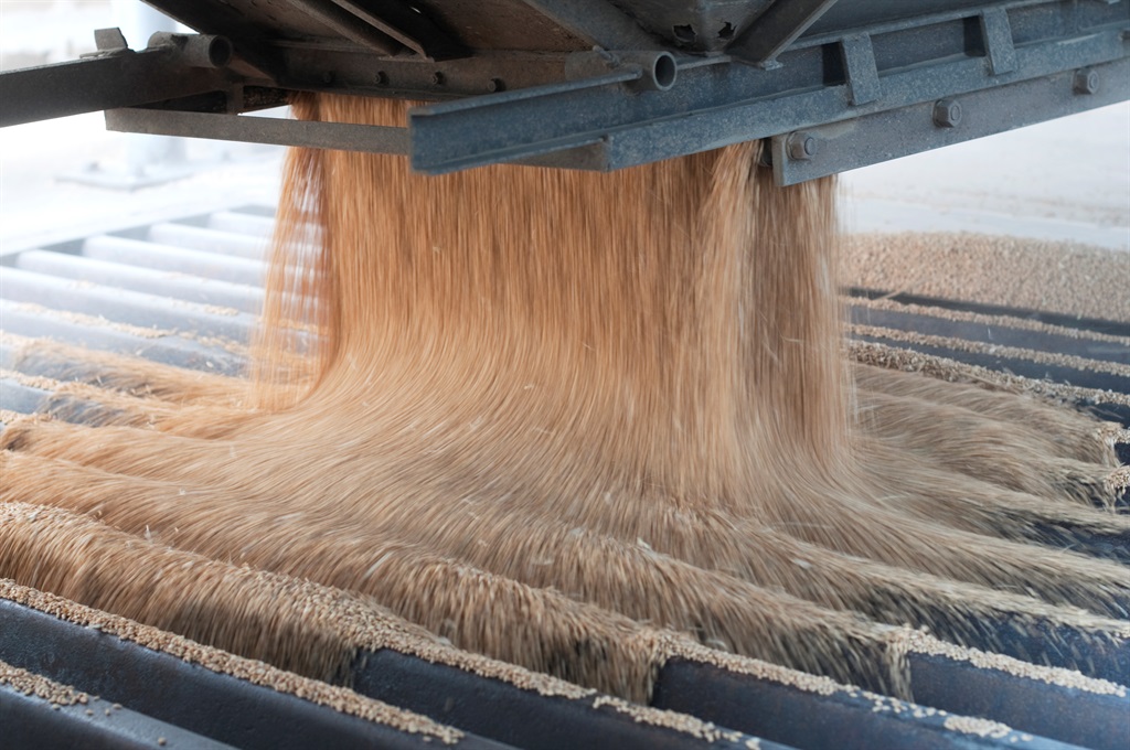 Harvested wheat being poured from a truck into a grain elevator. (Image: Getty)