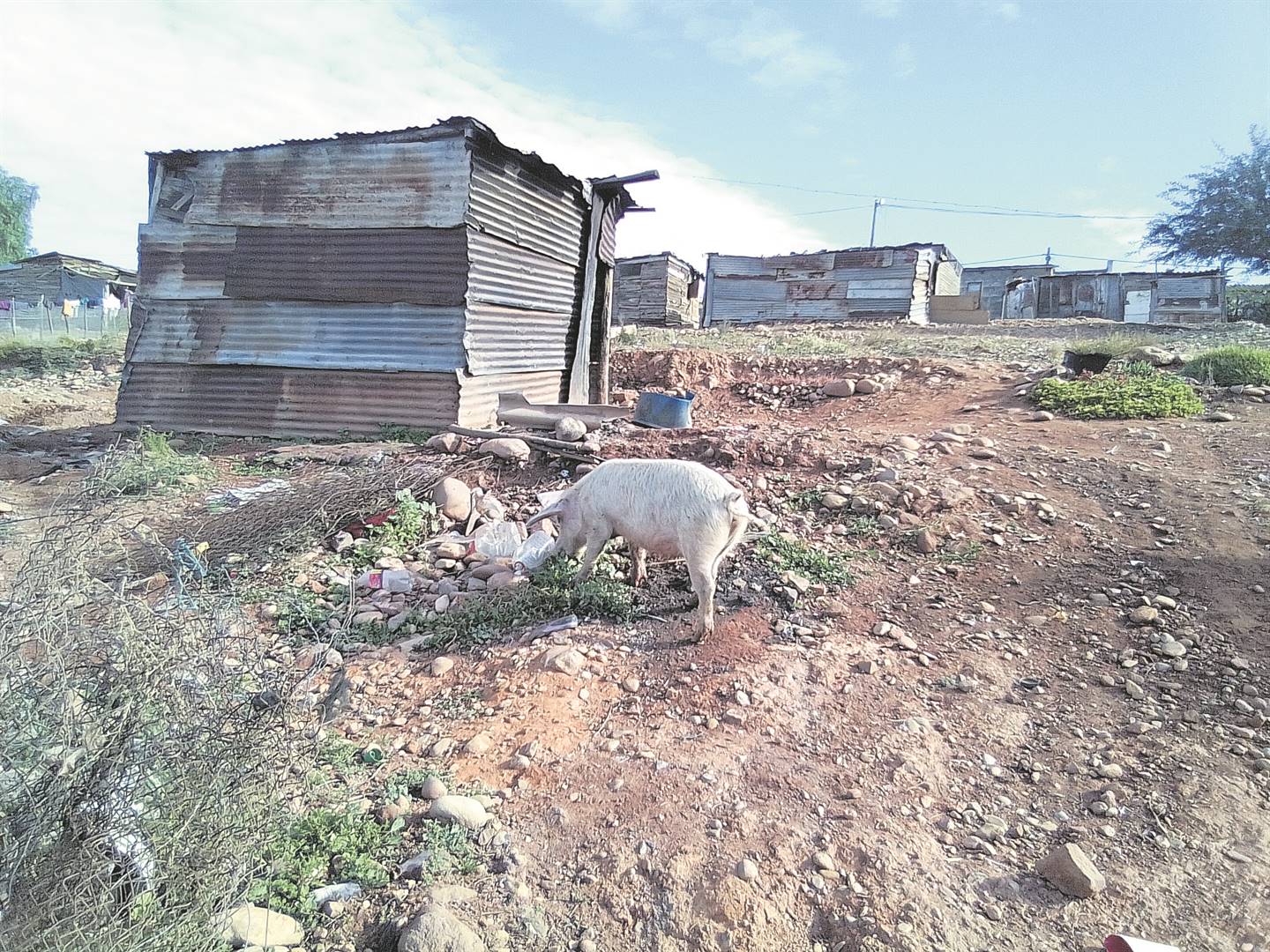 kopseer: Dié vark dryf inwoners teen hulle mure uit. Foto’s: mpumi kiva