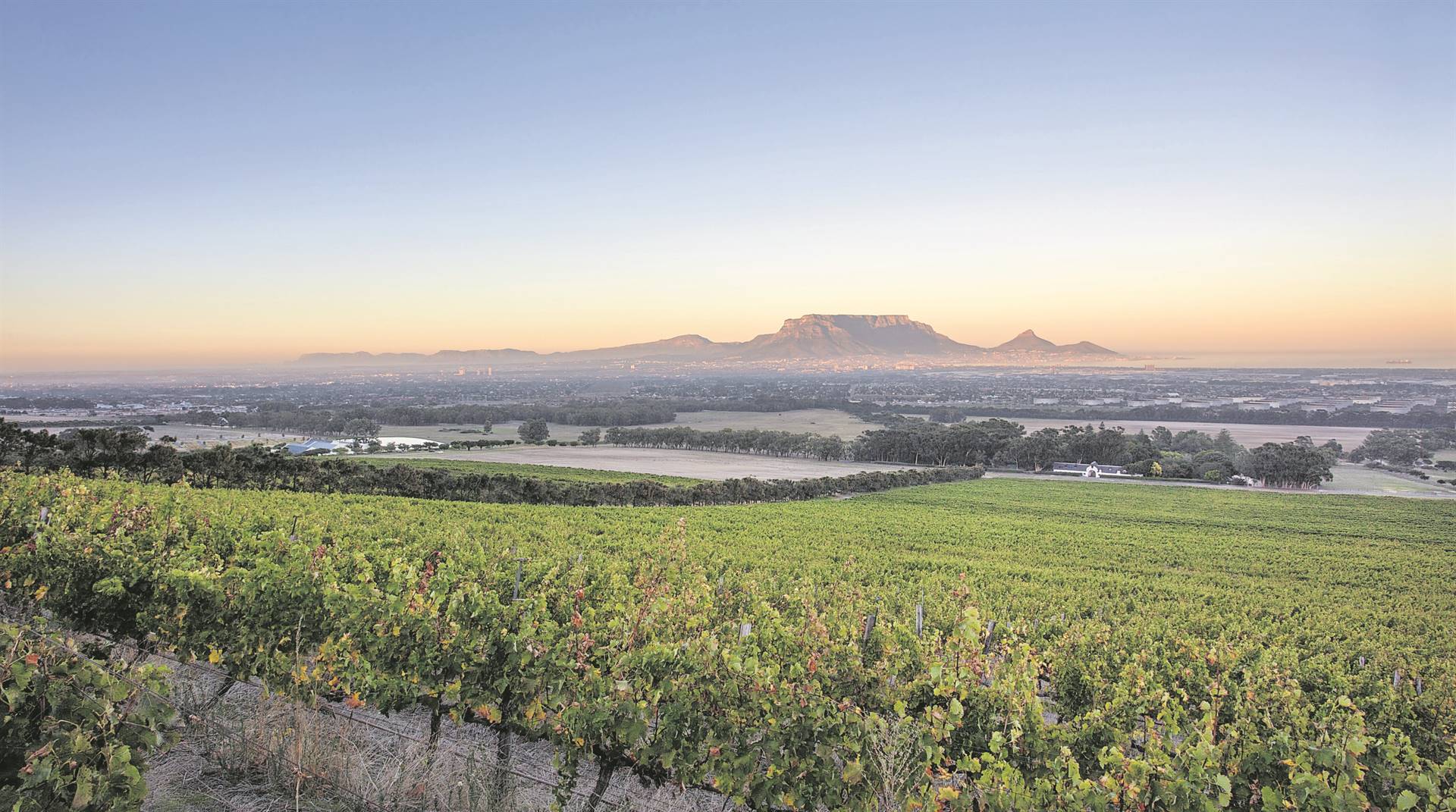Navorsing wys tot 70% van Suid-Afrikaanse wynverbruikers het goeie kennis van die verskillende druifkultivars. Hier is wingerde sauvignon blanc.  Foto: De Grendel