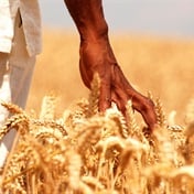 Why South African wheat prices are hitting record highs 