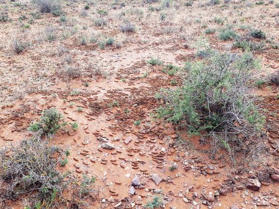Swerms bruinsprinkane in die Karoo. FOTO: ROELOF BEZUIDENHOUT 