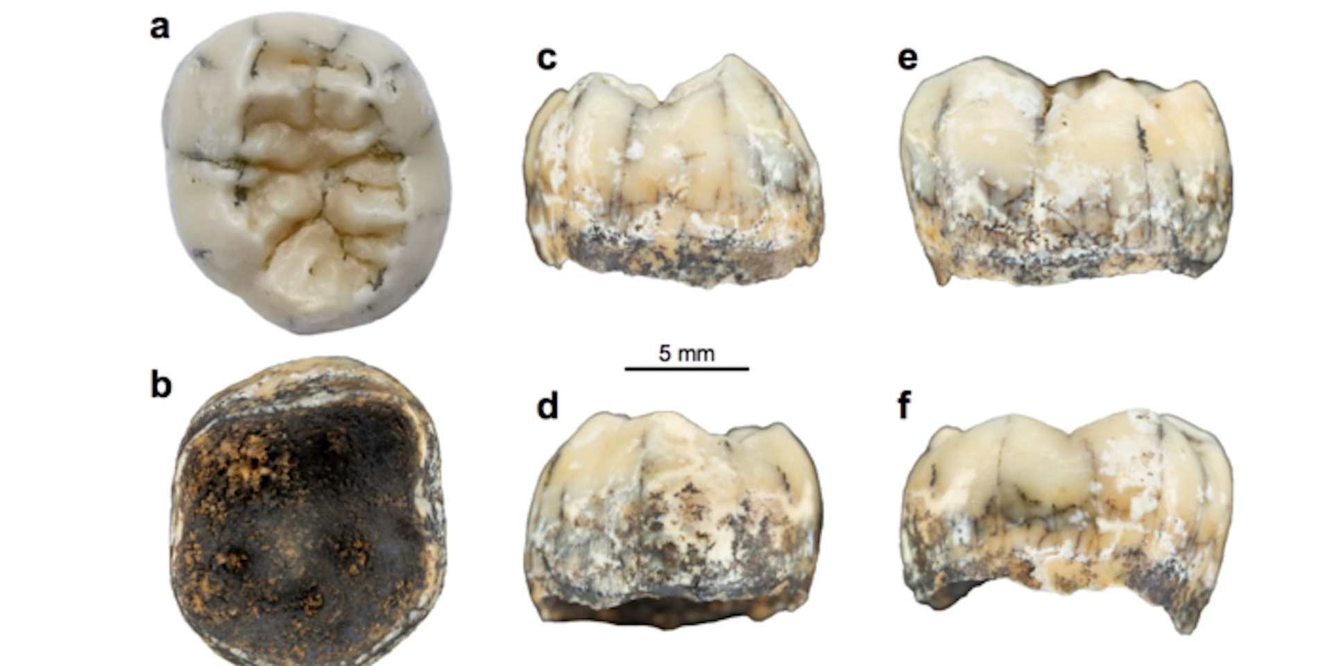 The tooth found in Laos. (Nature Communications)
