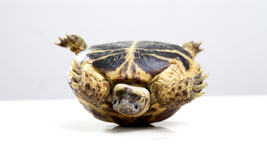A turned-over turtle.