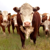 5 things to know before you start farming with livestock