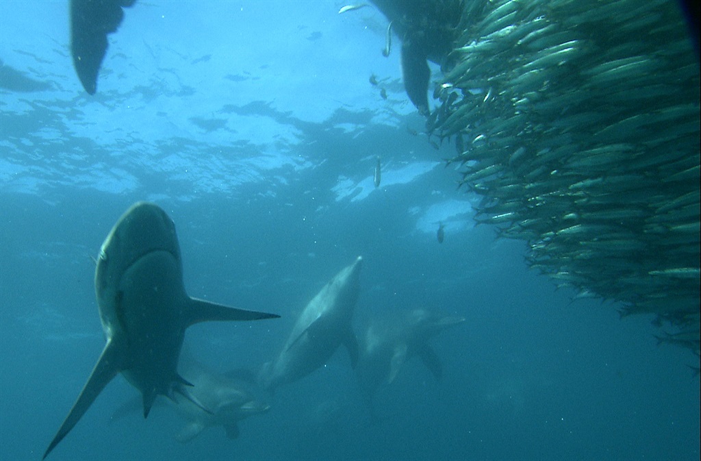 KZN Sharks board conducted a sardine observation flight on Thursday.