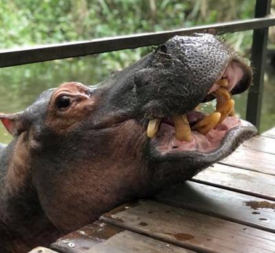 Meet jessica the hippo that loves rooibos tea and classical music news24