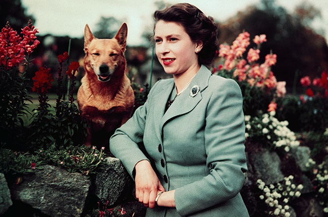 Queen Elizabeth II of England at Balmoral Castle with one of her Corgis on 28 September 1952.