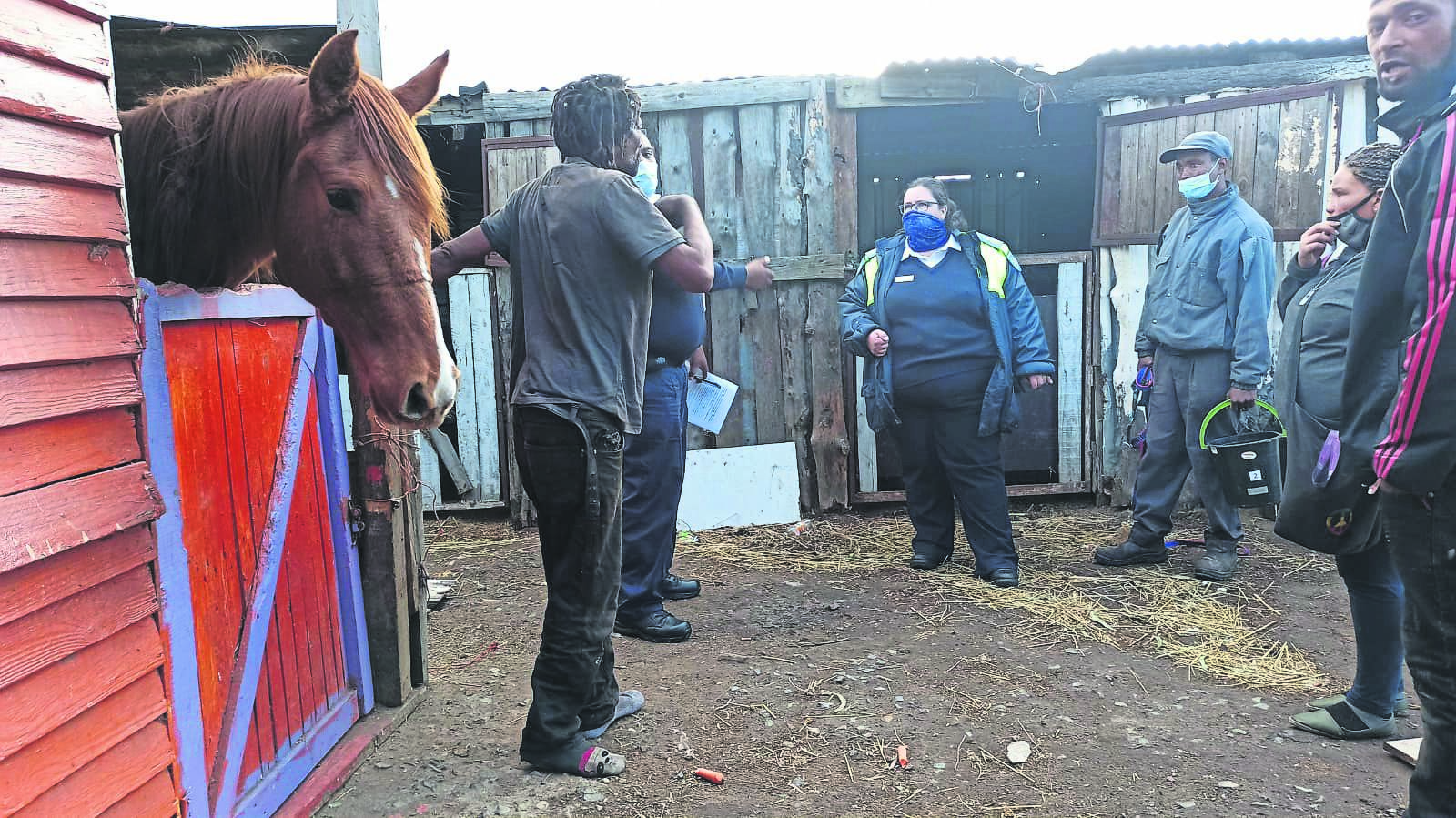 A court order was obtained to confiscate “starving” animals that were held in makeshift stables.PHOTO: supplied