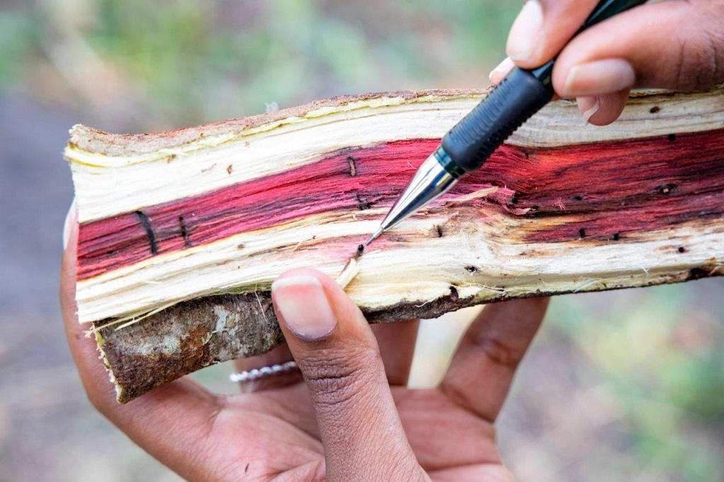 An indigenous tree infested with the beetle and it