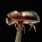 Beetle infecting and killing SA's trees could cost municipalities R275bn
