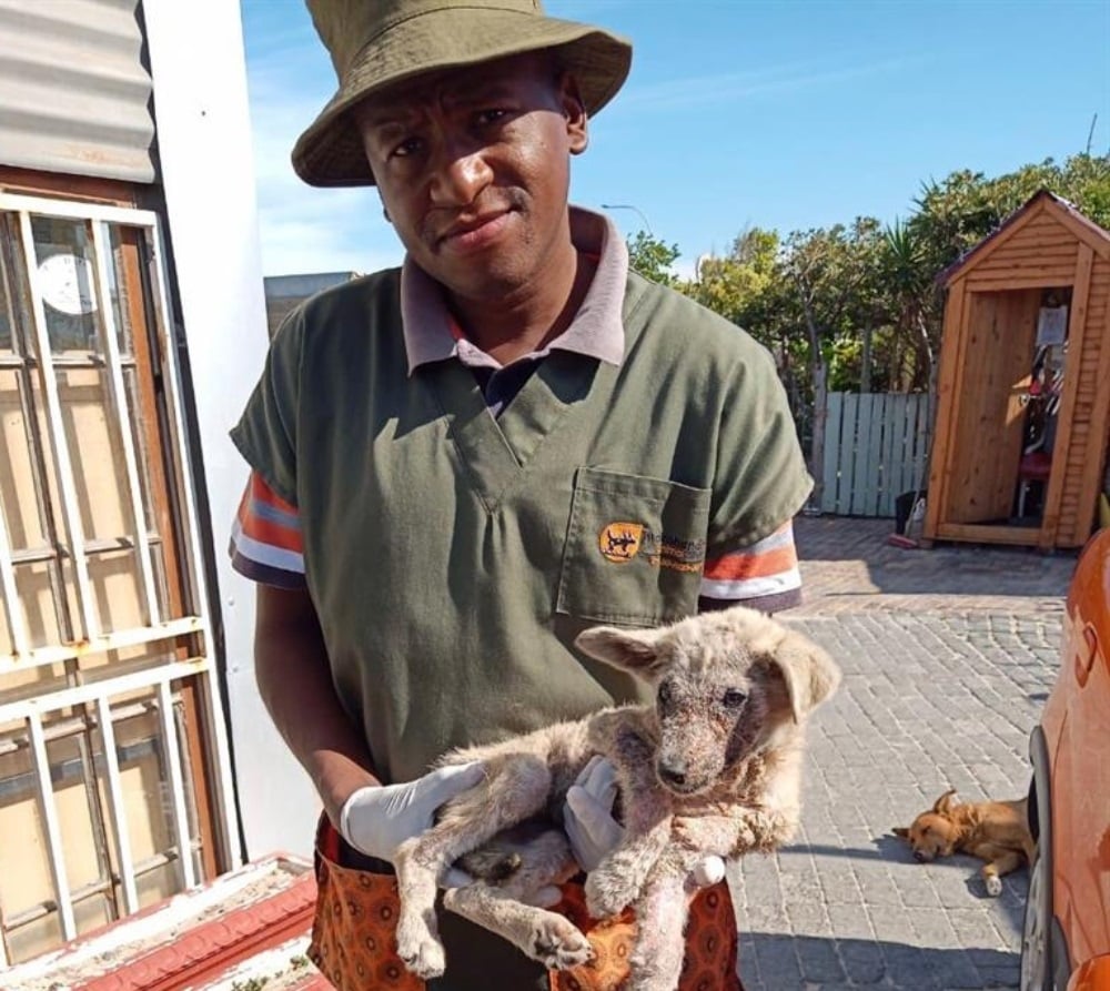 News24 | Three-month-old puppy Nala found on Khayelitsha dumpsite beats odds, ready for adoption