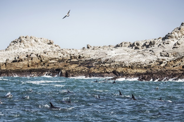 A school of dolphins is seen is seen swimming outs