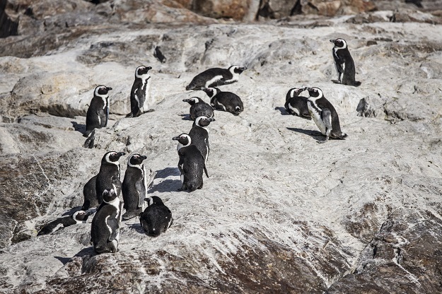 A colony of penguins is seen on St. Croix island i