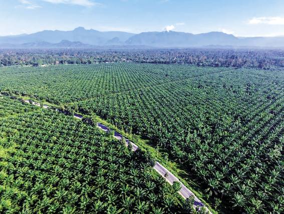 OLIE OP DIE VUUR? Die afgelope dekades is groot dele van die reënwoude in Indonesië ontbos om palmoliebome aan te plant. FOTO’S: VERSKAF