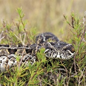 Snake files: The beautiful berg adder