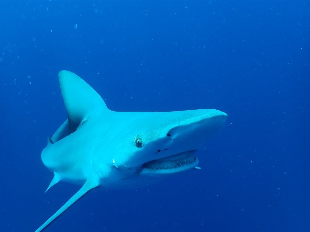 Hammerhead Sharks  National Geographic