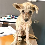 Three-month-old puppy Nala found on Khayelitsha dumpsite beats odds, ready for adoption