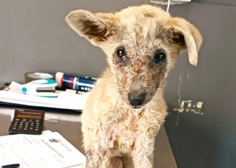 Three-month-old puppy Nala found on Khayelitsha dumpsite beats odds, ready for adoption