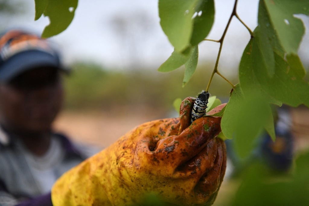 Mopane worm being plucked from tree during harvest