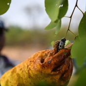 Healthier than 'most expensive' steak: Entrepreneur seeks to turn mopane worms into tasty snacks