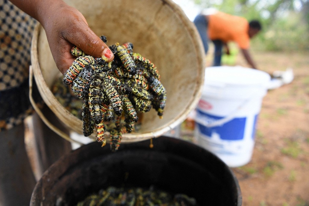 Bucketful of freshly harvested mopane worms
