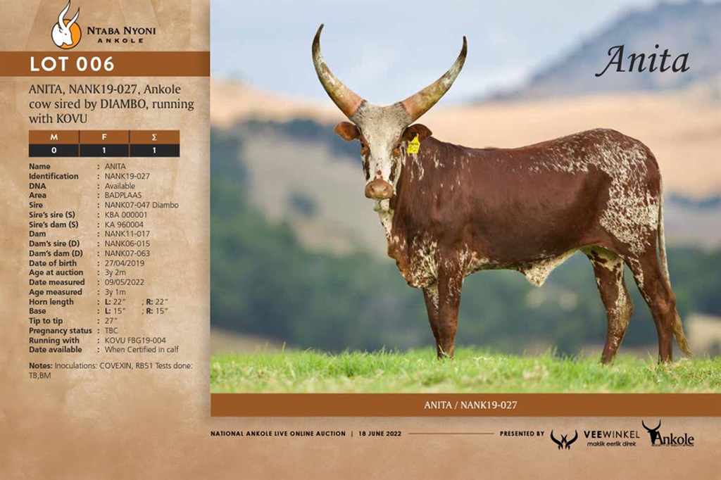 (Image: Ankole Society of South Africa, national auction catalogue)