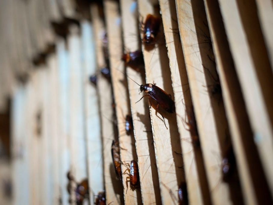 This picture taken on March 25, 2019 shows roaches at a cockroach farm in Yibin, China's southwestern Sichuan province. WANG ZHAO/AFP via Getty Images