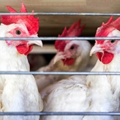 Namibia bans poultry imports from Denmark, Netherlands due to bird flu