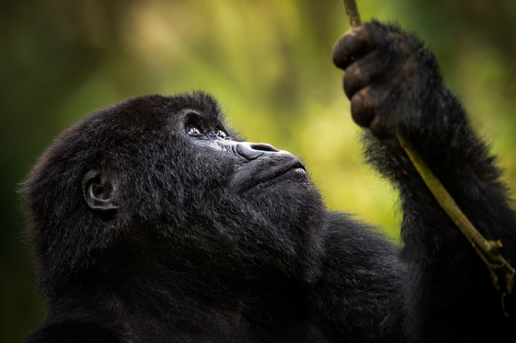 A gorilla from the Sabyinyo family. (Photo: Ross Couper/Courtesy of Singita)